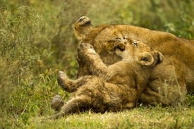Skutečnost bývá často jiná. Lvi bývají odebíráni matkám a dáváni jako hračky turistům.