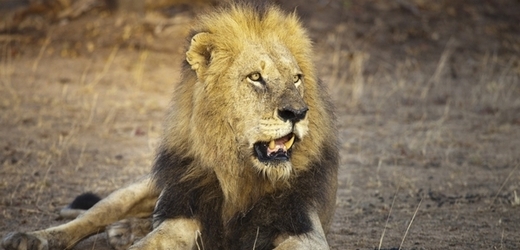 Lvi jsou důležitým zdrojem obživy pro mnoho lidí.