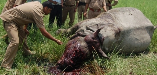 Poptávka po nosorožčích rozích přichází z asijských zemí, kde se využívají v tradiční medicíně (ilustrační foto).