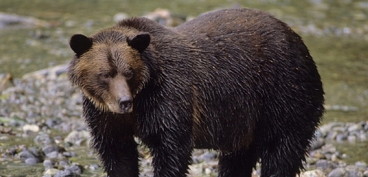 Podle odhadů žije na polské i slovenské straně Tater 60 až 70 medvědů, v Polsku jich je prý asi patnáct (ilustrační foto).