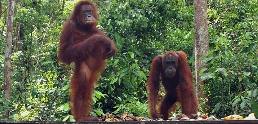 Orangutani rovněž upadají do krize středního věku.