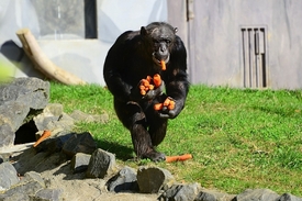 Ani šimpanz se nevyhne trudomyslnosti, když má bilancovat polovinu uplynulého života.