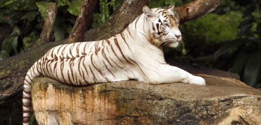 Liberecká zoo je známa právě chovem bílých tygrů (ilustrační foto).