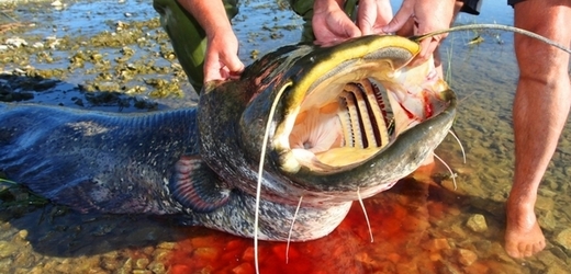 Každá ryba chce svůj háček. na ilustračním snímku více než stokilový sumec chycený v Chorvatsku.