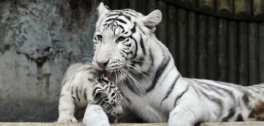 Vzácné bílé tygry má liberecká zoo v chovu od roku 1994.