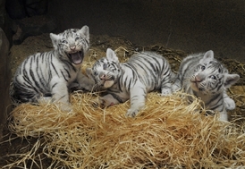 Od července se zoo pyšní i mláďaty bílých tygrů, kteří jsou teď hlavním lákadlem návštěvníků.