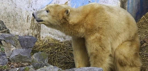 Medvědice Cora (na fotografii) má se svými potomky problémy. Před dvěma lety je sežrala, před rokem obě mláďata uhynula. Zoo nyní doufá ve zdárný konec.
