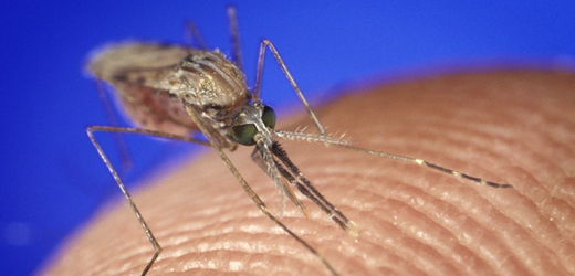 Komár přenášející malárii.