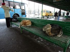 Toulaví psi odpočívají v ruské Kostromě.