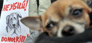 Demonstrace proti zabíjení toulavých psů.