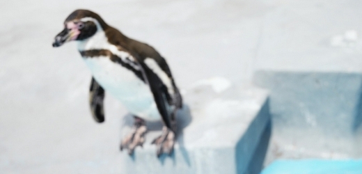 Tučňáci jsou oblíbení nejen mezi dětmi (ilustrační foto).