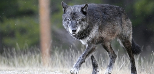 K českým hranicím se vracejí vlci, nejspíš jich je malá smečka.