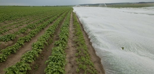 V roce 2012 se brambory pěstovaly na 30 652 hektarech půdy.