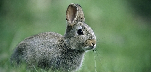 Dva králíky ubil učitel kladivem v rámci výuky anatomie (ilustrační foto).