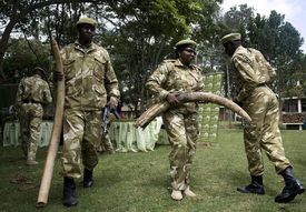 Sloní kly zabavené pytlákům v Keni.