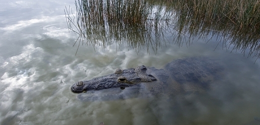 Krokodýli považují lidi za kořist, kterou loví (ilustrační foto).