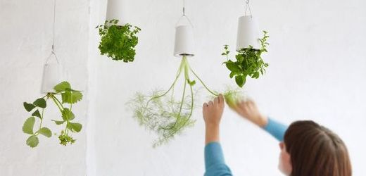 I v malé kuchyni mohou být čerstvé bylinky, stačí je pověsit ze stropu.