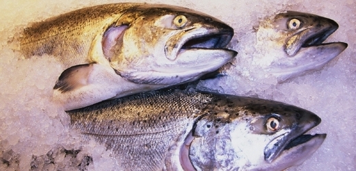 Lososi patří v Česku mezi nejprodávanější ryby.