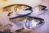 Lososi patří v Česku mezi nejprodávanější ryby.