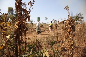 Tabáková plantáž v Malawi.