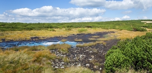 I vlhká rašeliniště mají v ekosystému důležité místo (ilustrační foto).