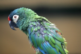 Darovaných deset milionů má posloužit k výstavbě nové expozice pro papoušky.