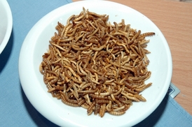 Červi jsou běžným pokrmem v Asii nebo Austrálii (ilustrační foto).