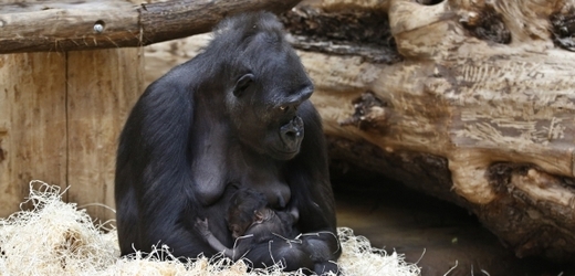 Gorilí samice Kijivu se svým novorozeným mládětem.