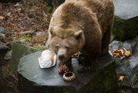 Medvěd Vok se svojí vánoční nadílkou.