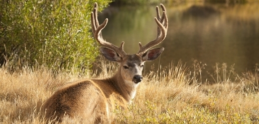 Nebývalý zájem měli dnes lidé na Šumavě o první pozorování jelení zvěře v této zimní sezoně.