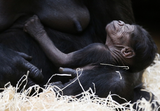 Pětidenní mládě prý pravidelně pije mléko své matky a sílí. (Foto: ČTK/AP)