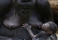 Gorily se v Česku chovají od 60. let, v zajetí se množí obtížně. (Foto: ČTK/AP)