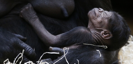 Pětidenní mládě prý pravidelně pije mléko své matky a sílí. (Foto: ČTK/AP)