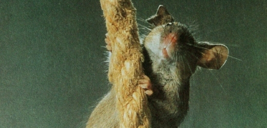 Zloděj ukradl na Domažlicku 4000 laboratorních myší.