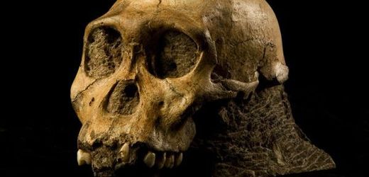 Lebky australopitéků vykazovaly značné podobnosti s lidskými. Nezdá se vám? (ilustrační foto)
