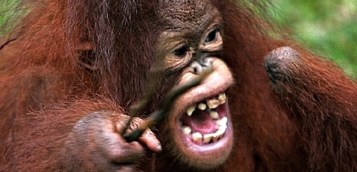 Orangutani zahánění do kouta.