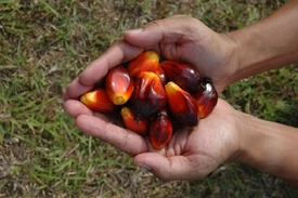 Plody olejové palmy.
