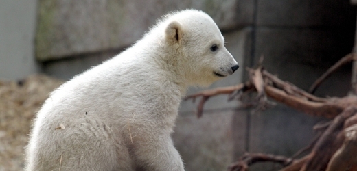 Pokud mláďata přežijí, stanou se hlavní atrakcí brněnské zoo (ilustrační foto).