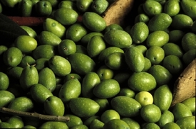 Libye má více než osm milionů olivovníků a produkuje 160 tisíc tun oliv.