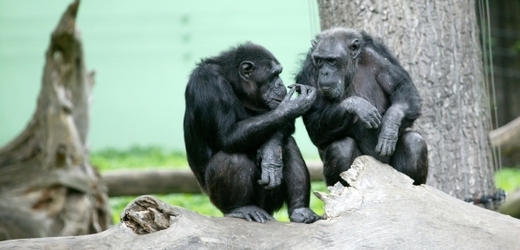 Plzeňská zoo si přeje mládě šimpanze (ilustrační foto).