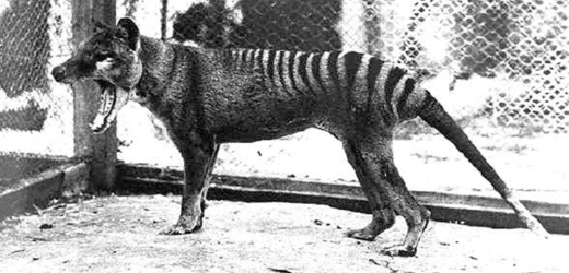 Poslední žijící vakovlk (na snímku), byla samice, která zemřela 7. září 1936.