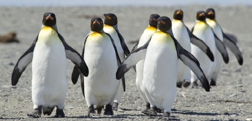 Falklandská populace tučňáků patagonských prý spadá pod Uruguay.