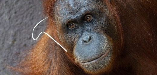 V Zoo Praha se narodilo mládě jednoho z nejohroženějších lidoopů planety, orangutana sumaterského. Čtyřiadvacetiletá samice Mawar (na snímku) porodila přímo v zadní části pavilonu Indonéská džungle, kde si pod kamennými oblouky vytvořila hnízdo z dřevité vlny. 