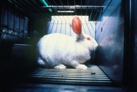 Úspěch ochránců zvířat je značný. EU zastavila distribuci kosmetiky testované na zvířatech (ilustrační foto).