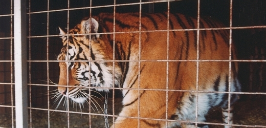 Při cirkusovém představení roztrhal tygr svého krotitele (ilustrační foto).
