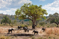 Národní park Ruaha v Tanzánii se nachází jihozápadně od známého parku Serengeti. Dobrodružná krajina zde nabízí možnost pozorovat divoká zvířata: je tu například velké množství slonů, hrochů i buvolů. Období od ledna do dubna je tu horké s krátkými dešťovými srážkami a je považováno za nejlepší pro pozorování více než 570 druhů zvířat lépe než kterékoli jiné období roku. (Foto: profimedia.cz)