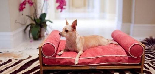 Luxusní styl pronikl i mezi design psích pelíšků.
