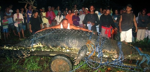 Největší krokodýl mořský držený v zajetí uhynul.