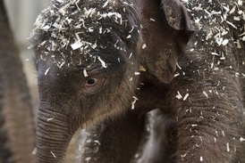 Čerstvě narození sloní mládě je samička.