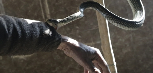 Hadí farmy jsou v Číně výnosným byznysem (ilustrační foto).